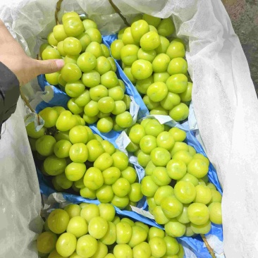 阳光玫瑰