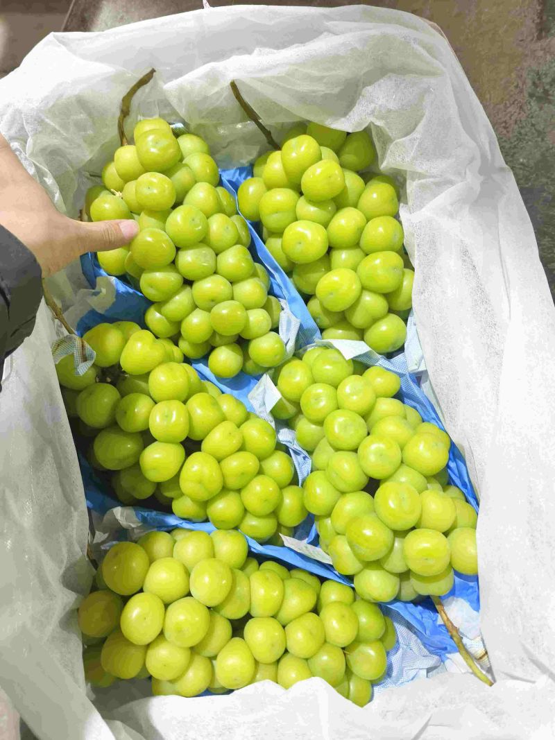 阳光玫瑰