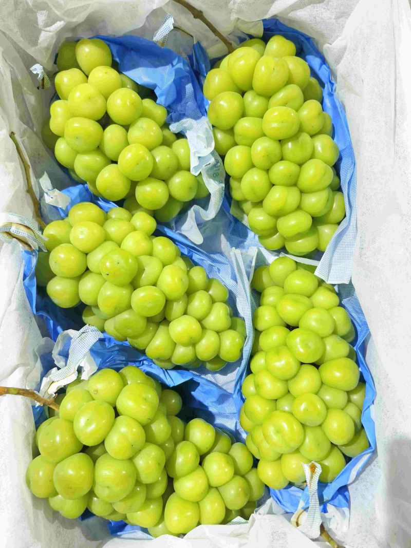阳光玫瑰