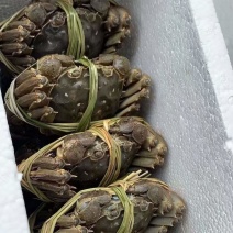 江苏大闸蟹