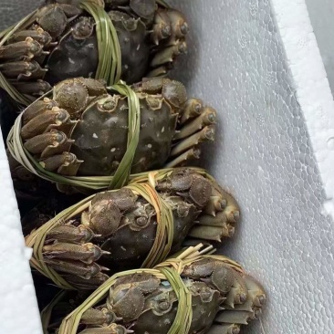 江苏大闸蟹