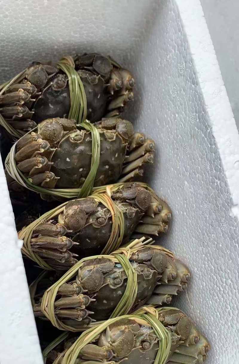 江苏大闸蟹