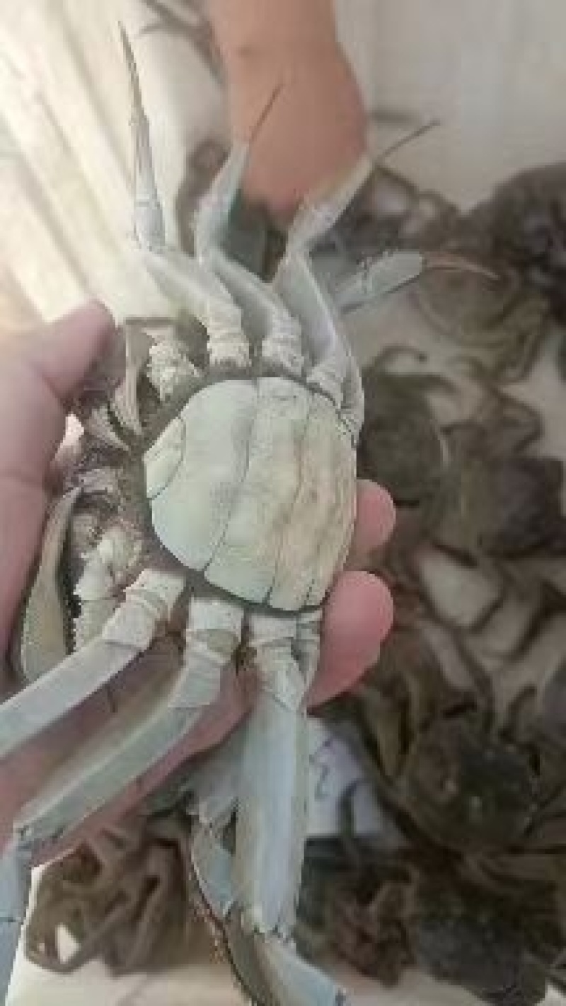 江苏大闸蟹