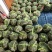 江苏大闸蟹