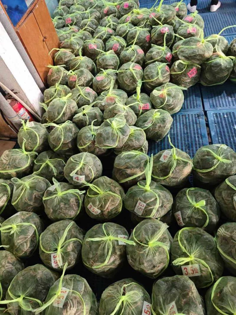 江苏大闸蟹
