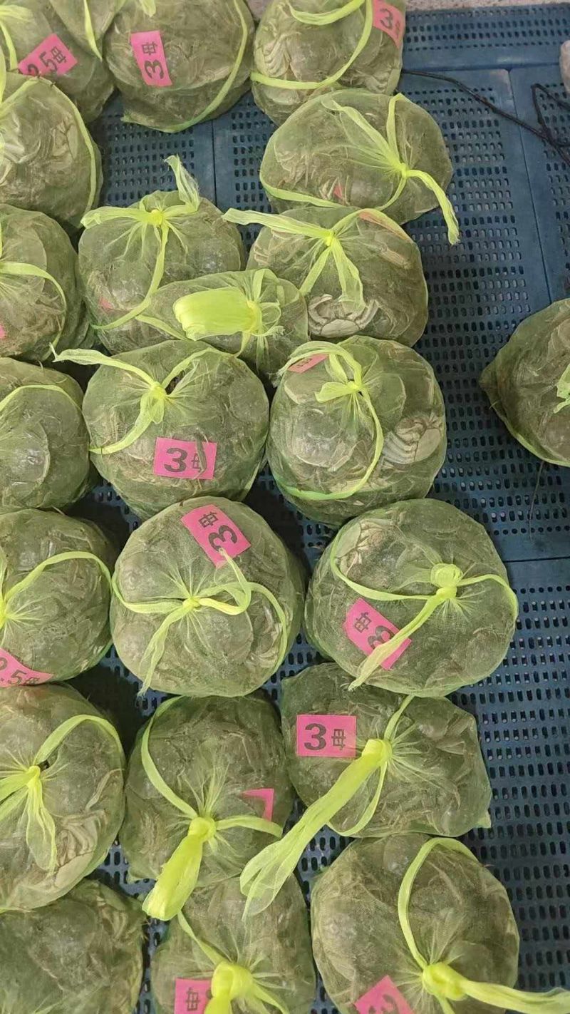 江苏大闸蟹