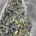 出薄荷叶20吨。