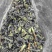 出薄荷叶20吨。