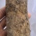 野生山药干片