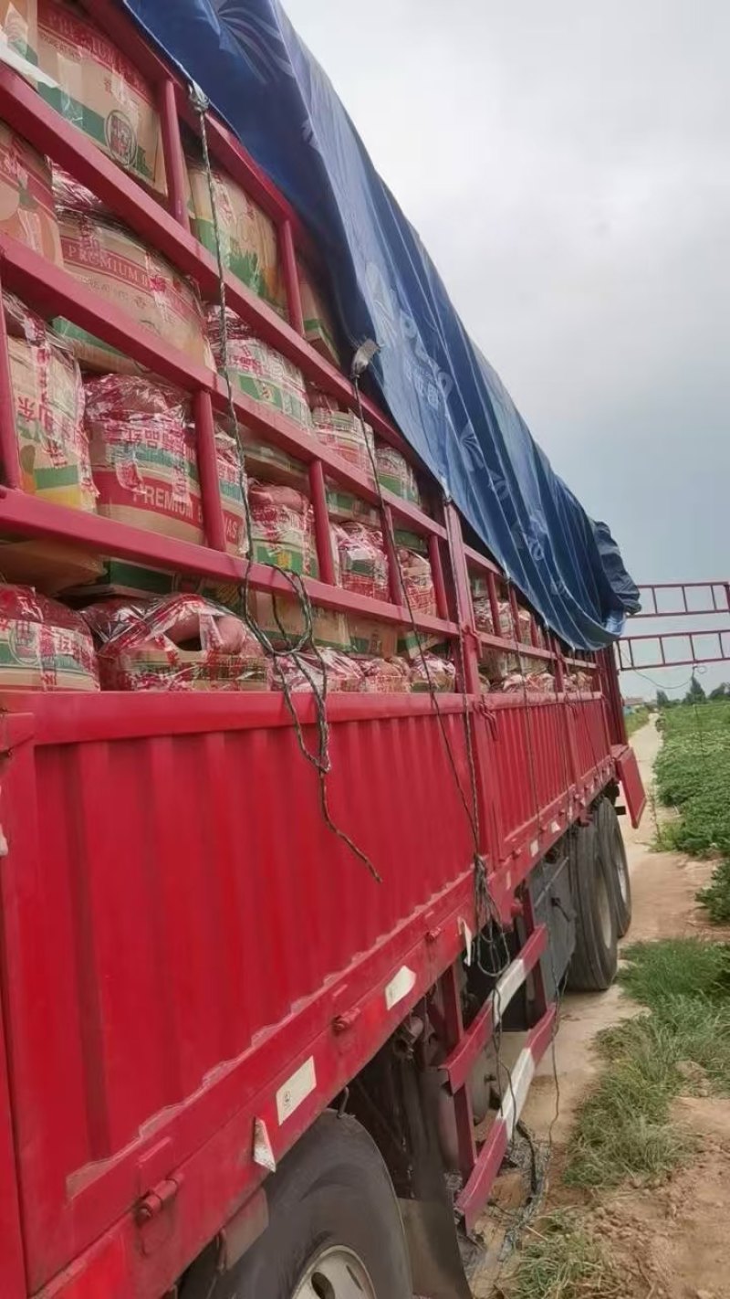 山东精品苏渝303红薯产地直发大量供应口感软糯香甜