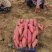 山东精品苏渝303红薯产地直发大量供应口感软糯香甜
