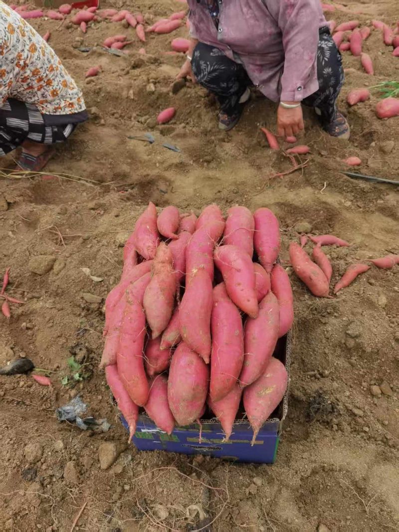 山东精品苏渝303红薯产地直发大量供应口感软糯香甜