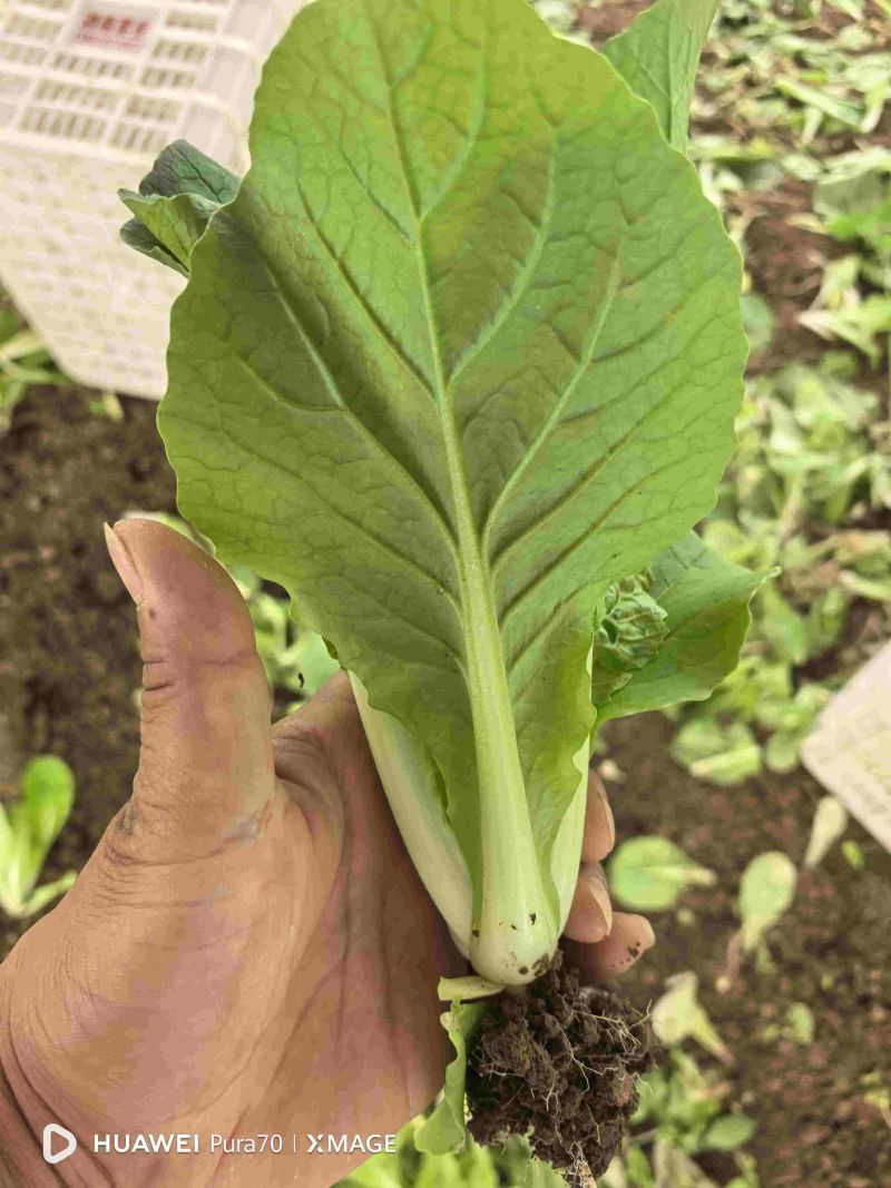 曹县产地直供小白菜，常年供应