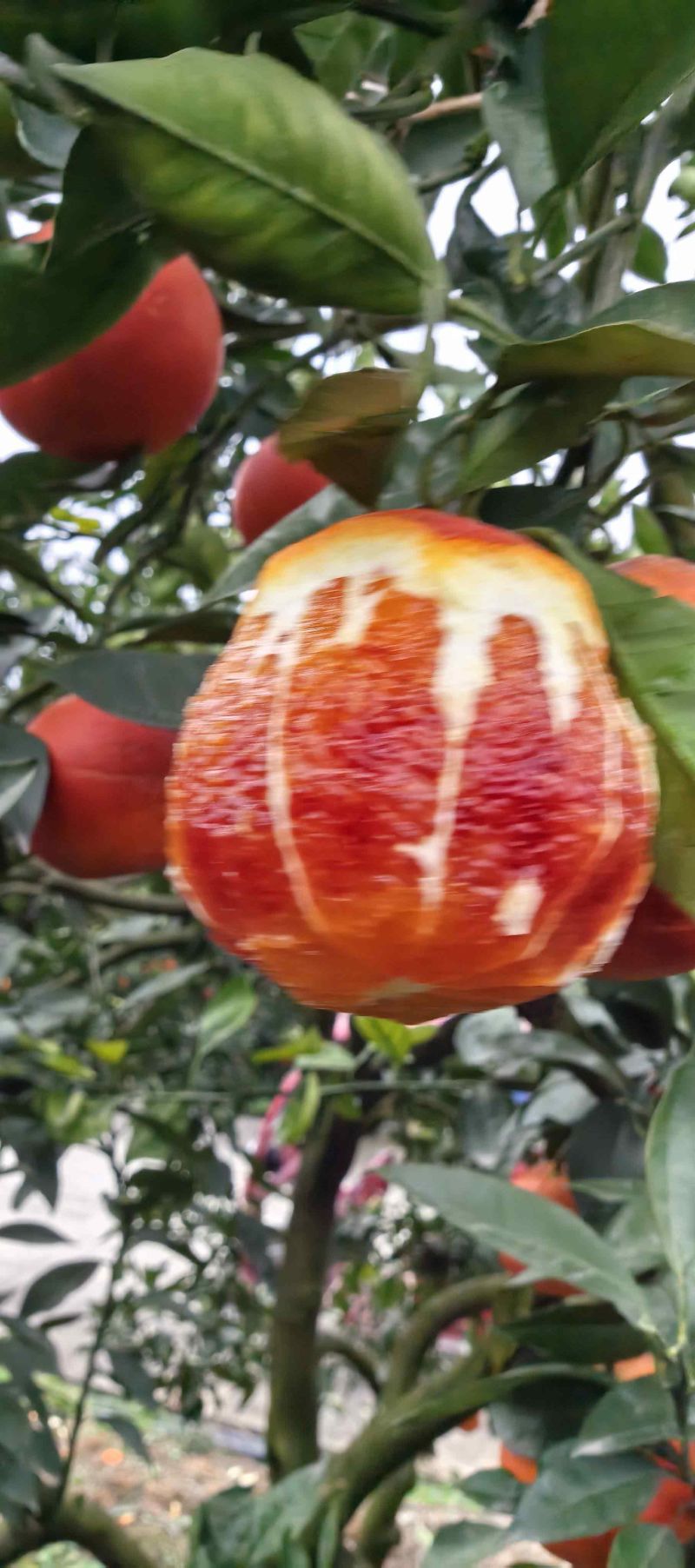 长寿湖血脐橙