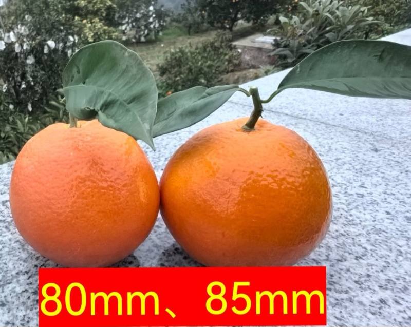 长寿湖血脐橙
