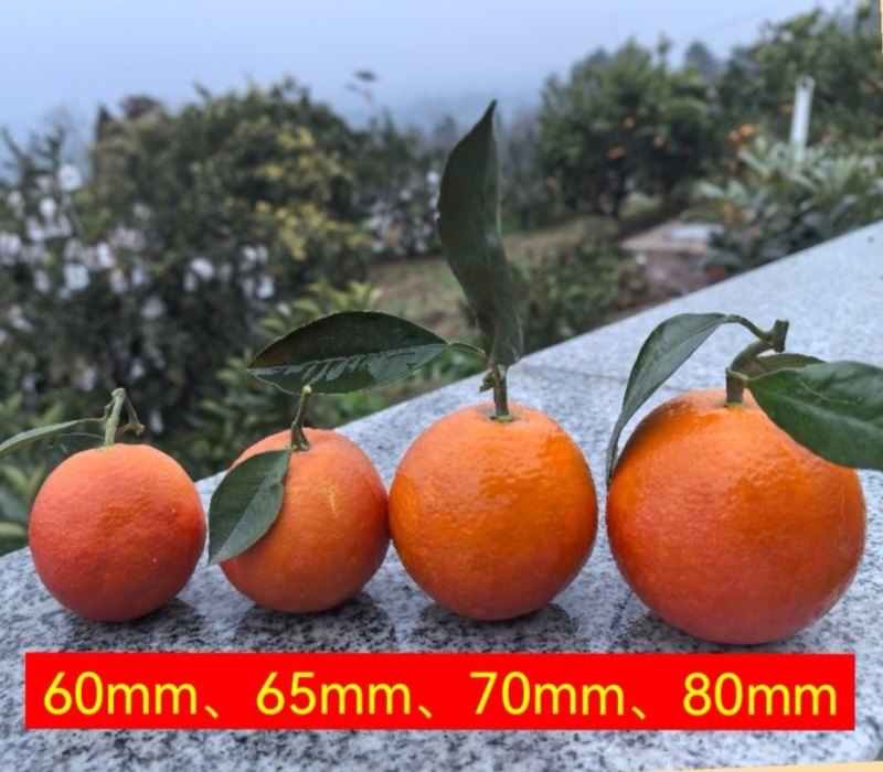 长寿湖血脐橙