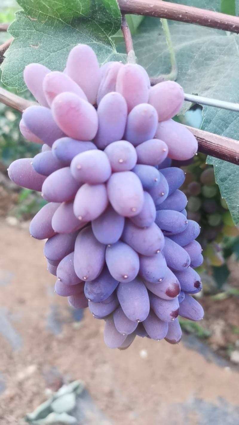 云南高原茉莉香葡萄，一手货源，保质保量，诚信经营