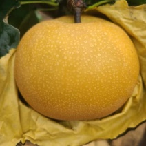 梨