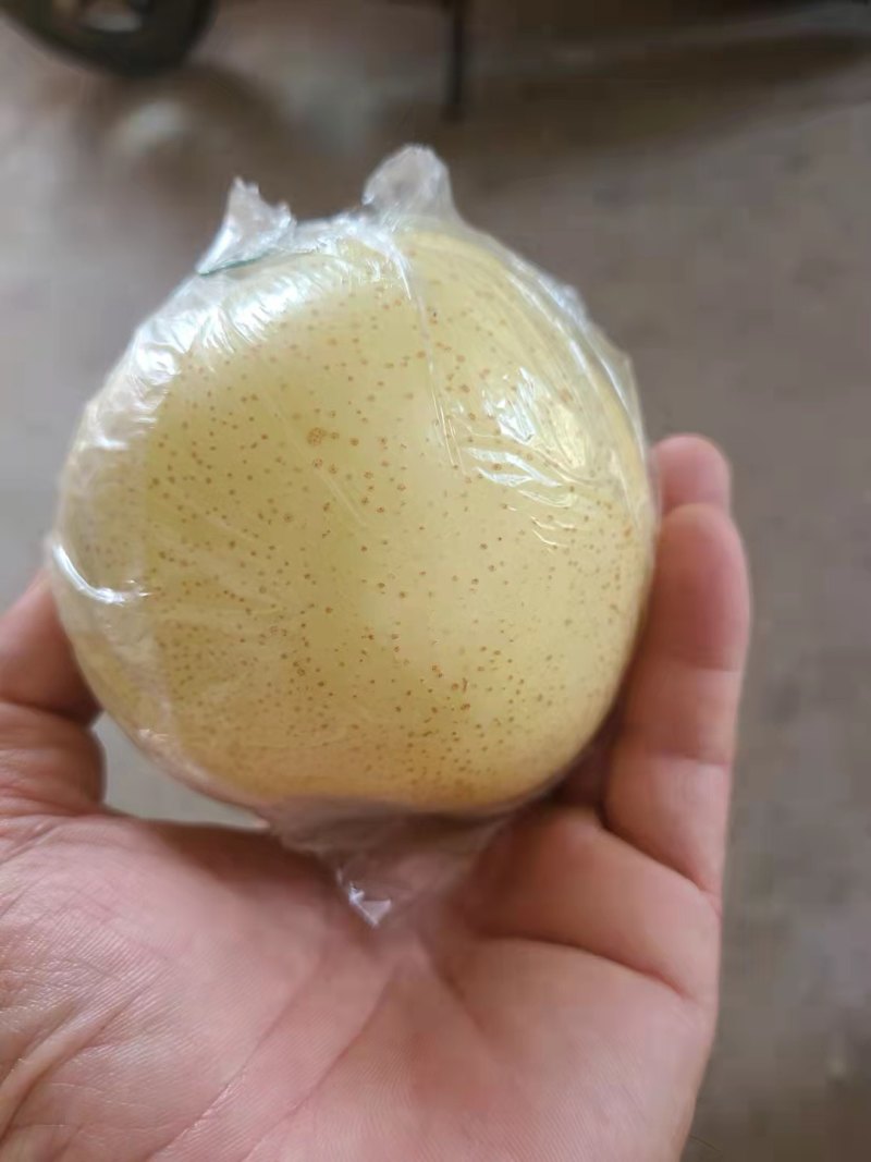 丰水梨，圆黄梨，秋月梨