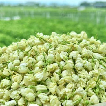 横县茉莉花蕾干