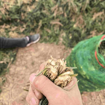 精品麦冬种苗绿化苗批发