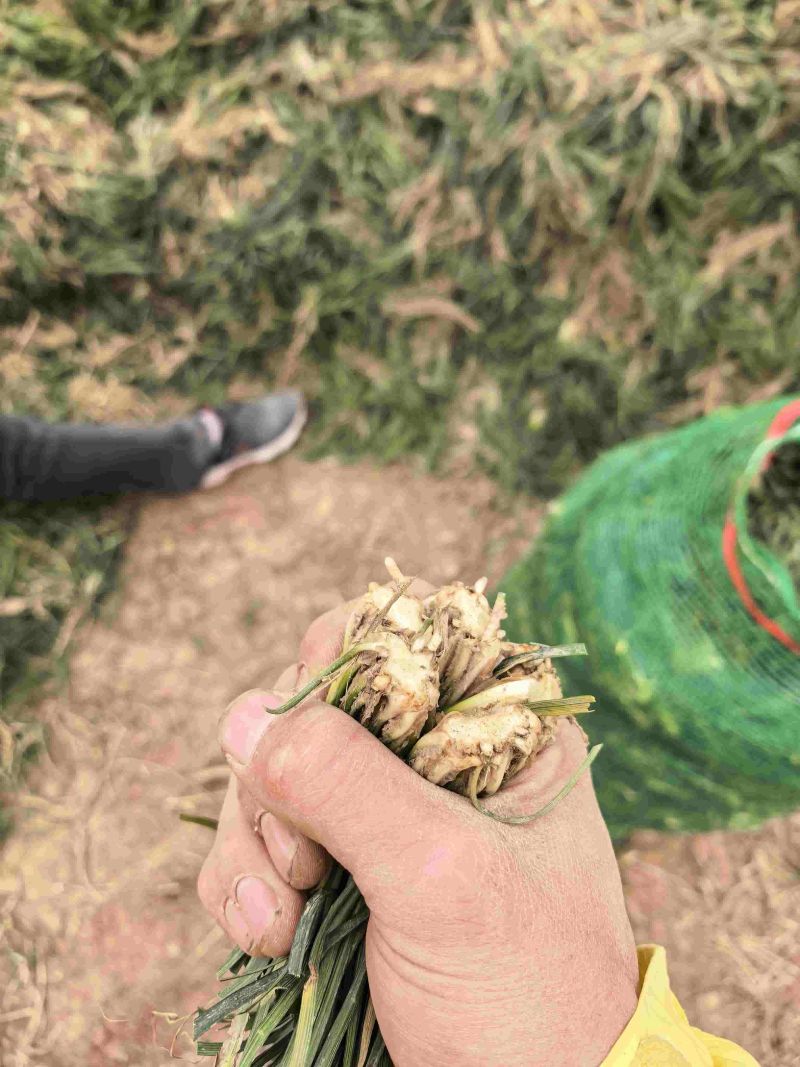 精品麦冬种苗绿化苗批发