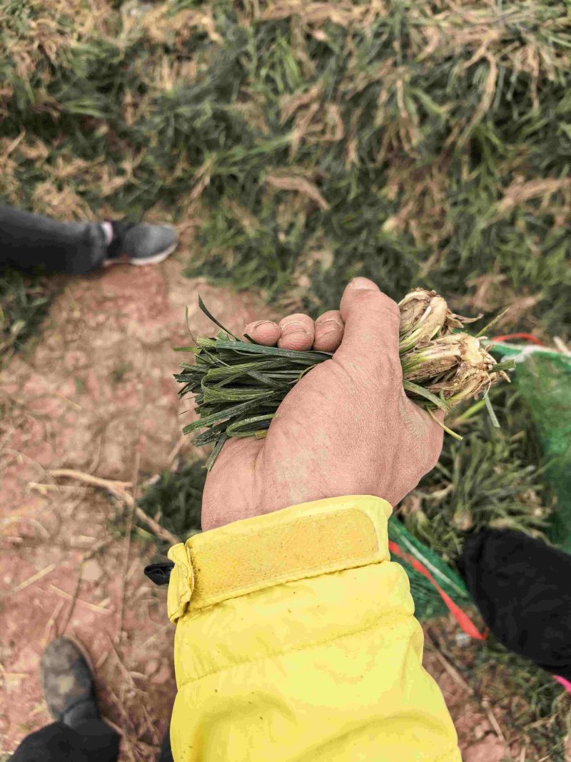 精品麦冬种苗绿化苗批发