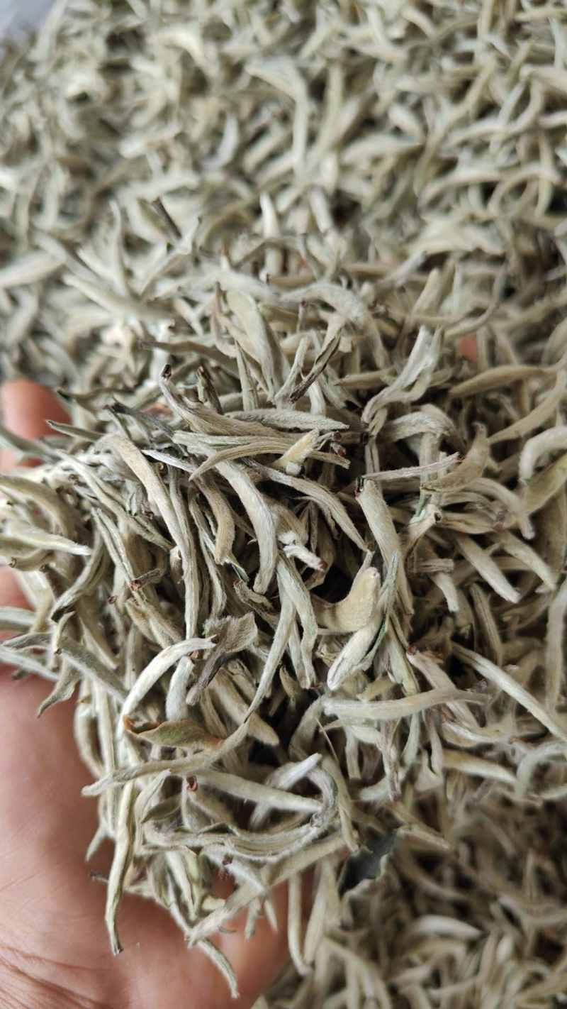 普洱白茶白毫银针白芽