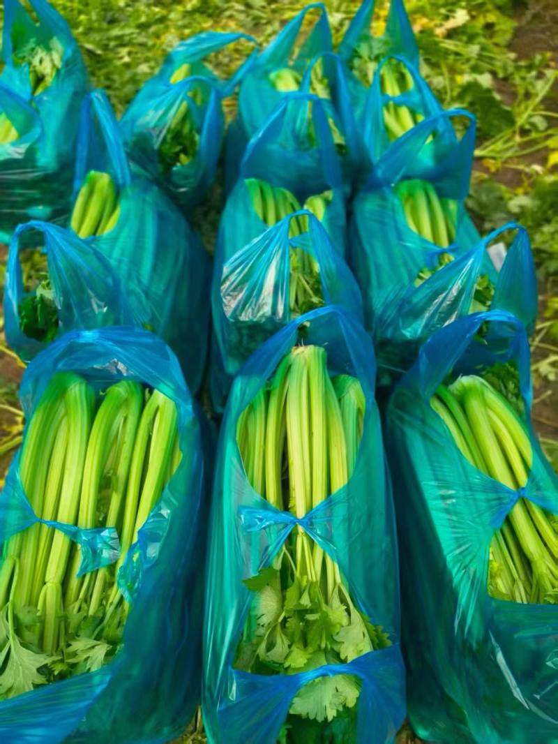 南通本地精品大西芹。