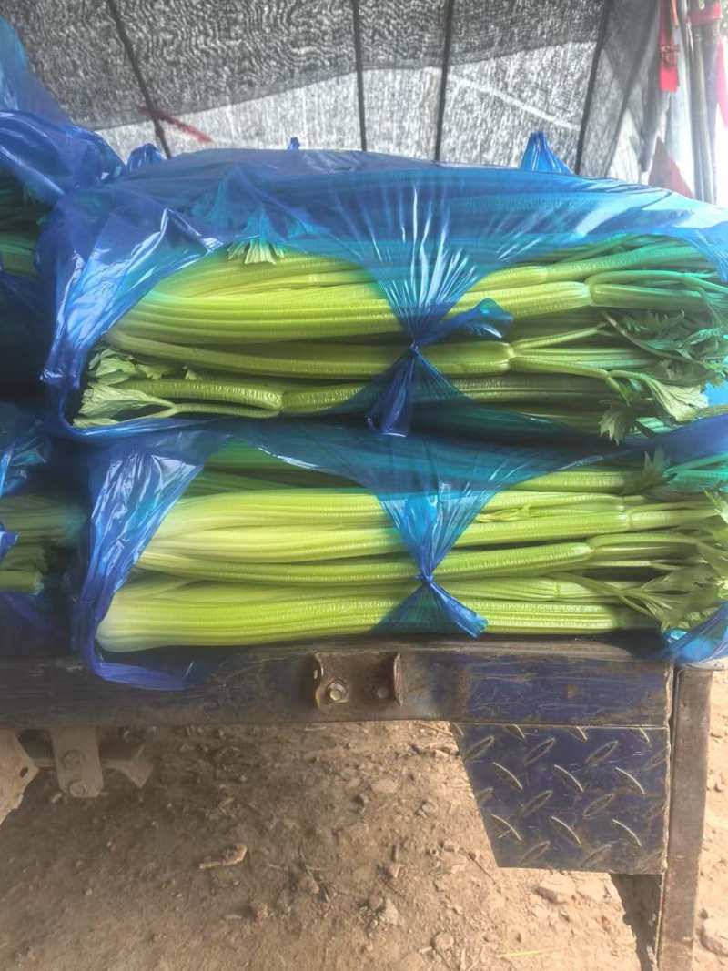南通本地精品大西芹。