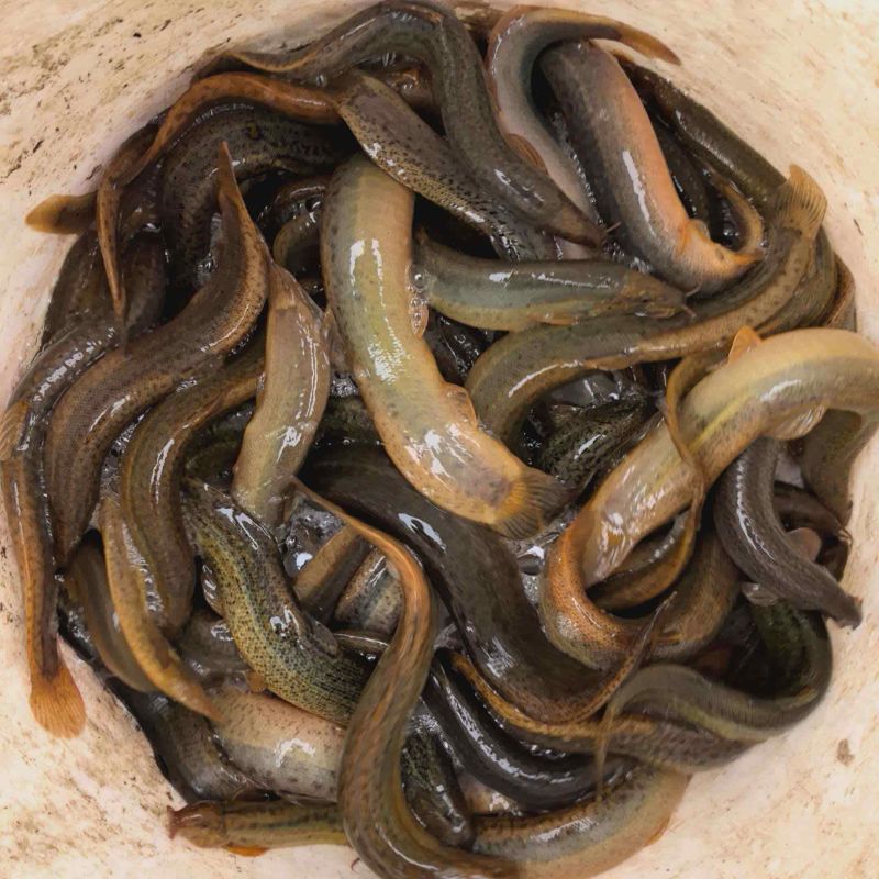 台州临海产地直销精品泥鳅，鲜活上岸，肉质紧实，规格整齐，