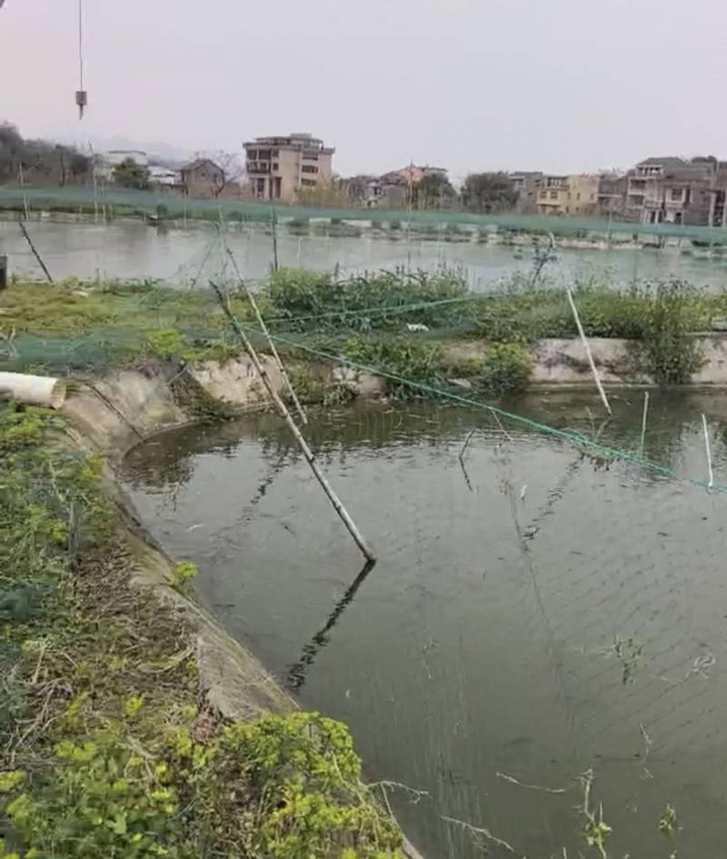 台州临海产地直销精品泥鳅，鲜活上岸，肉质紧实，规格整齐，