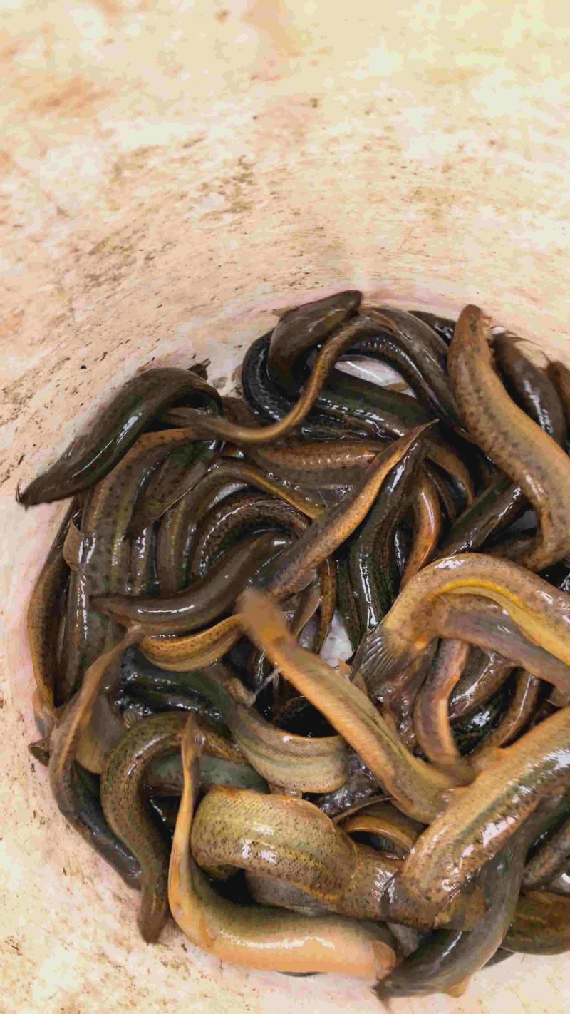 台州临海产地直销精品泥鳅，鲜活上岸，肉质紧实，规格整齐，