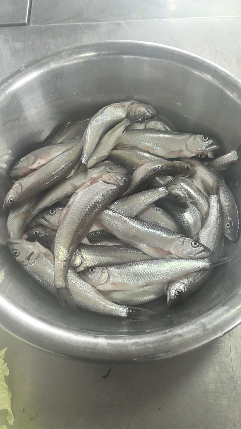 马口鱼活鱼