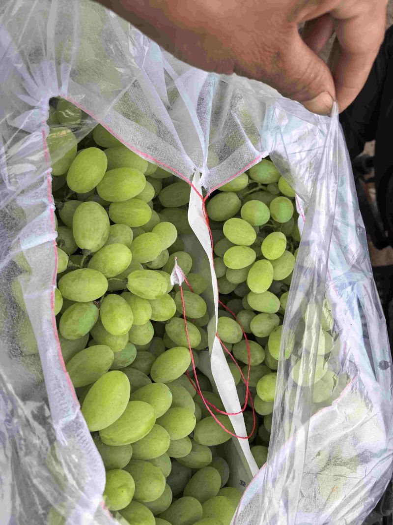 饶阳青提，维多利亚大量上市产地直发欢迎来电咨询