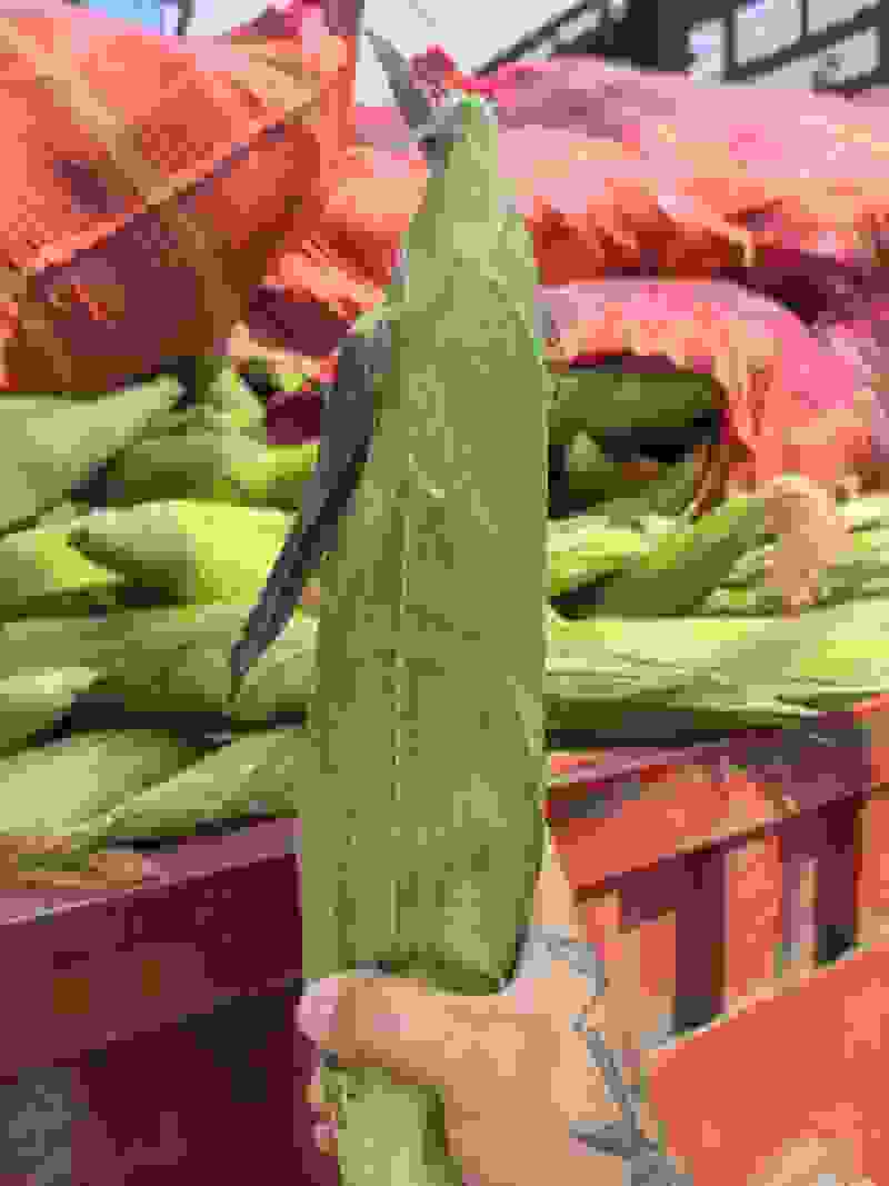 白糯
