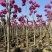 3-15分紫花风铃木出售🌹
