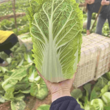 黄心白菜大量上市中需要的老板可以订购了