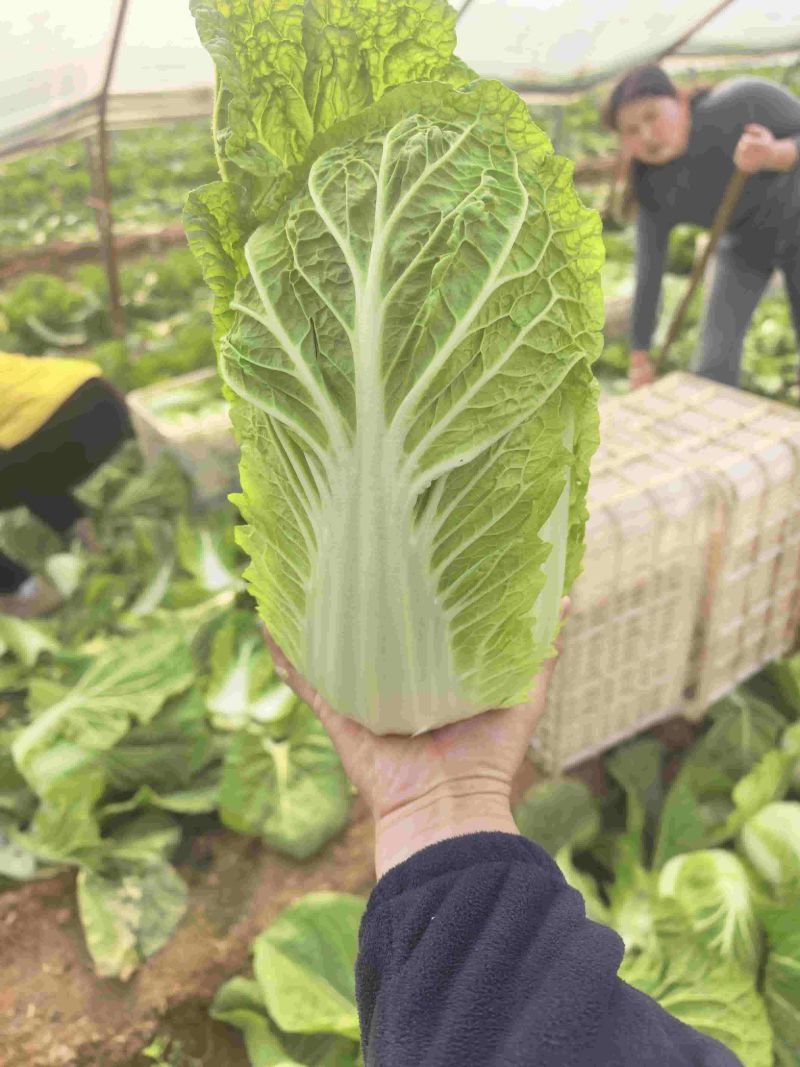黄心白菜大量上市中需要的老板可以订购了