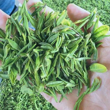 2026年新茶，露天头采