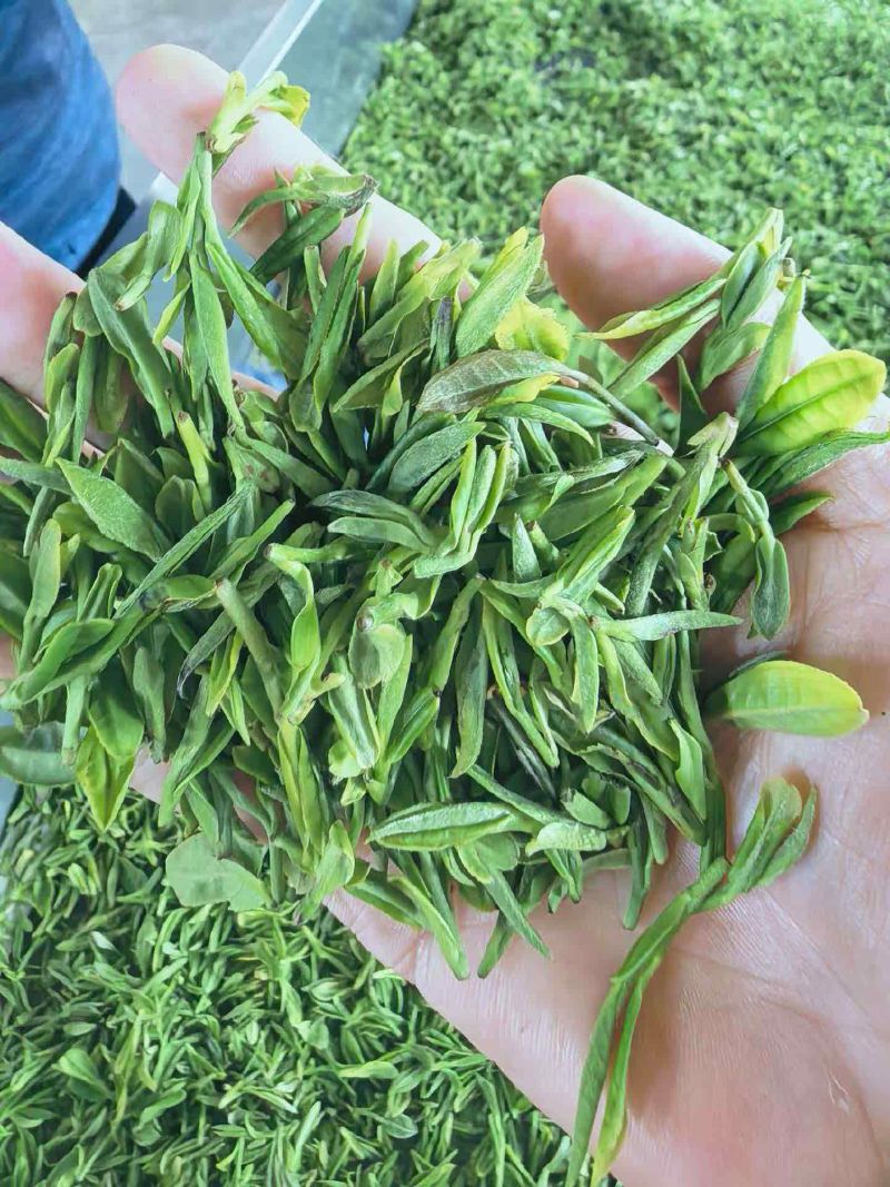 2026年新茶，露天头采