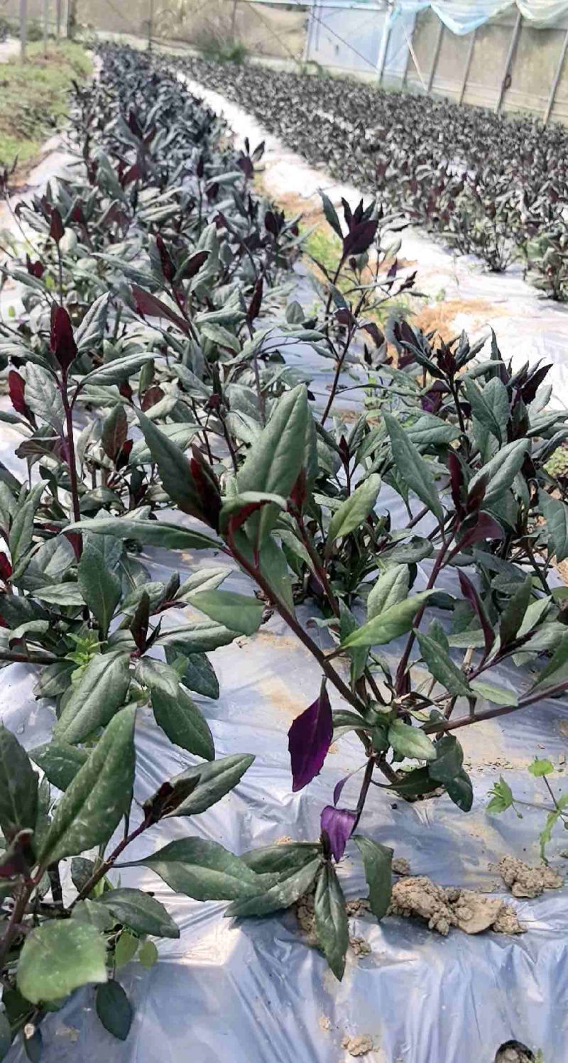 紫背菜、观音菜