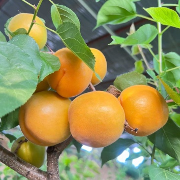 金太阳大黄杏