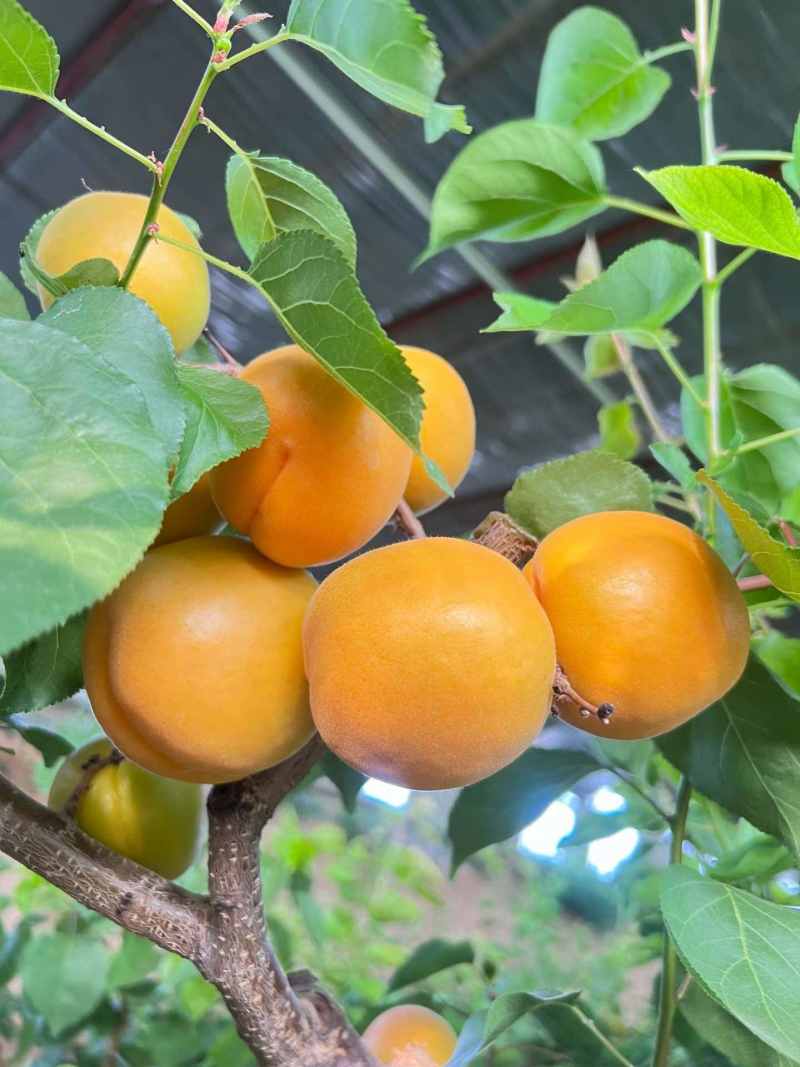 金太阳大黄杏
