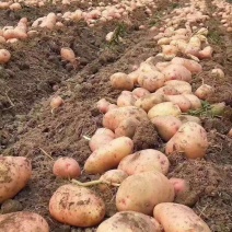 盈江土豆大量上市有意联系求合作