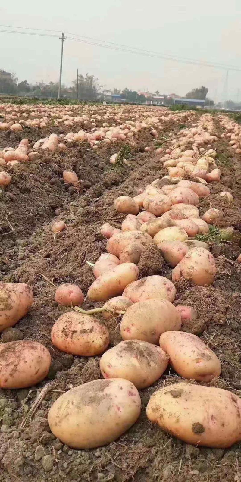 盈江土豆大量上市有意联系求合作