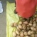 盈江土豆大量上市有意联系求合作