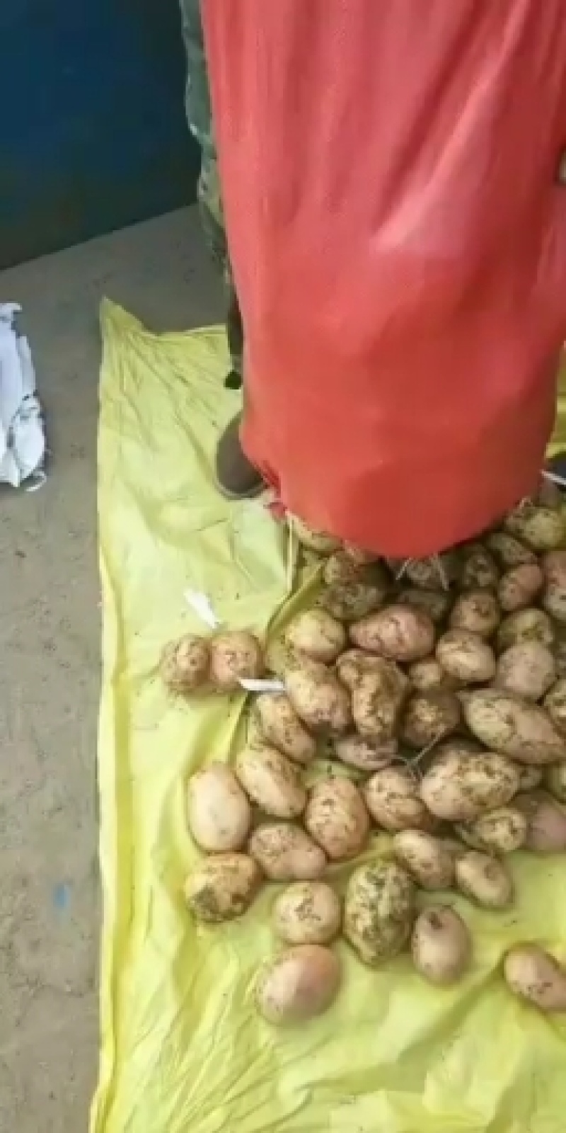 盈江土豆大量上市有意联系求合作