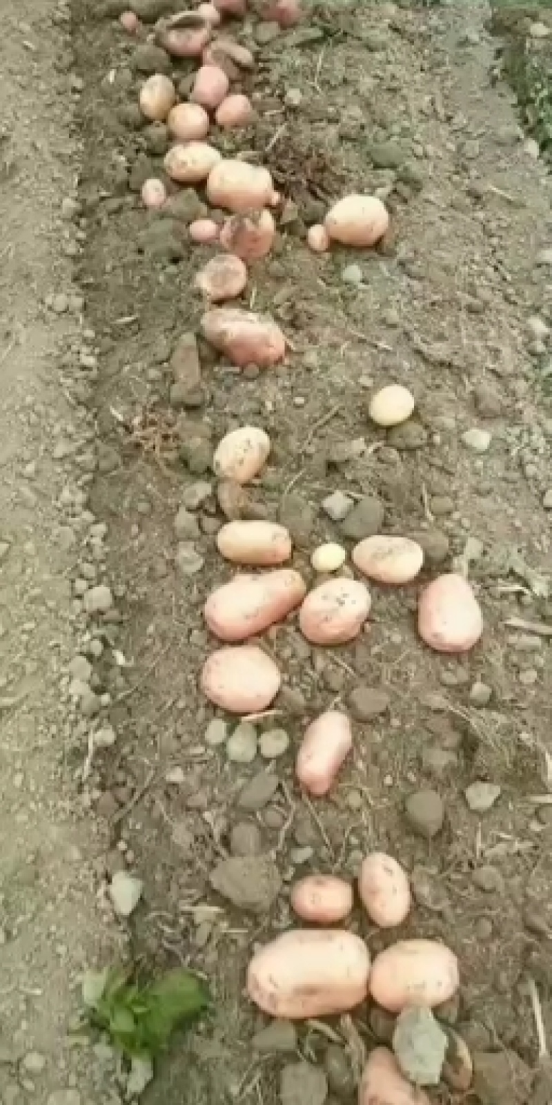 盈江土豆大量上市有意联系求合作