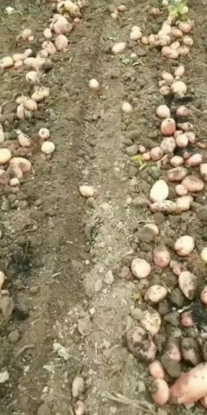 盈江土豆大量上市有意联系求合作